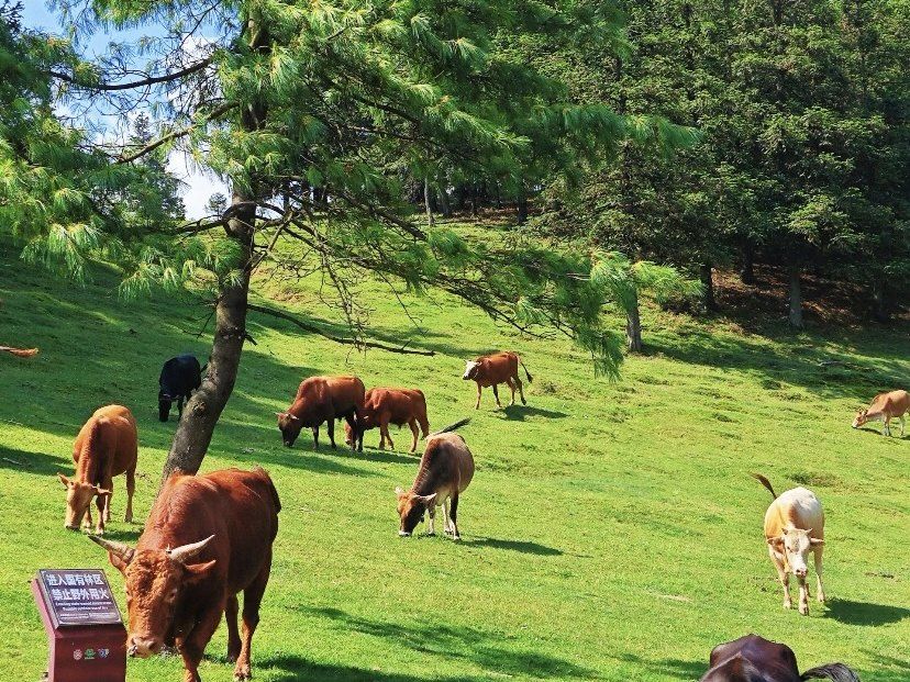 Green mountain meadow near Chongqing in the warm season